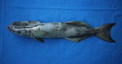 Shark sucker (Remora remora)