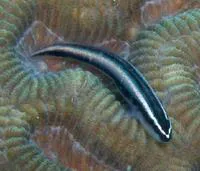 Sharknose goby (Elacatinus evelynae)
