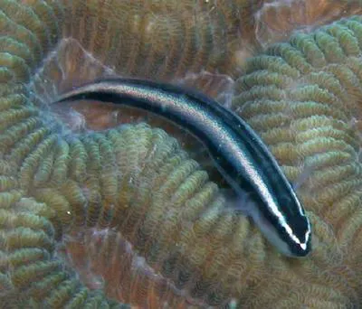 Sharknose goby (Elacatinus evelynae)