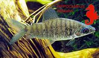 Sharktail distichodus (Distichodus fasciolatus)
