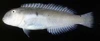 Sharp-headed wrasse (Cymolutes lecluse)