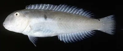 Sharp-headed wrasse (Cymolutes lecluse)