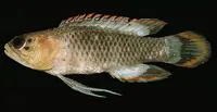Sharp-nosed longfin (Plesiops oxycephalus)