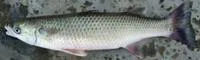 Sharp-nosed river mullet (Cestraeus oxyrhyncus)