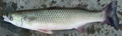 Sharp-nosed river mullet (Cestraeus oxyrhyncus)