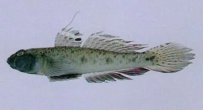 Sharp-nosed sand goby (Favonigobius gymnauchen)
