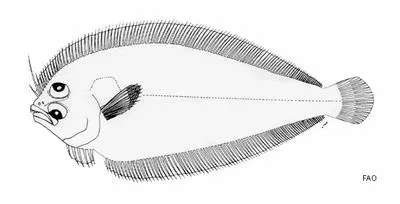 Sharp-snout lefteye flounder (Arnoglossus oxyrhynchus)
