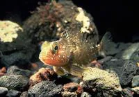 Sharp-spined notothenia (Trematomus pennellii)