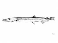 Sharpchin barracudina (Paralepis coregonoides)