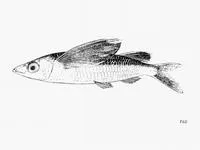 Sharpchin flyingfish (Fodiator acutus)