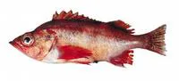 Sharpchin rockfish (Sebastes zacentrus)