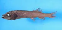 Sharpchin slickhead (Bajacalifornia burragei)