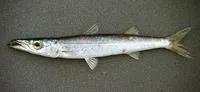 Sharpfin barracuda (Sphyraena acutipinnis)