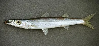 Sharpfin barracuda (Sphyraena acutipinnis)