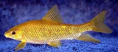 Sharpfin chubsucker (Erimyzon tenuis)