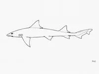 Sharpfin houndshark (Triakis acutipinna)
