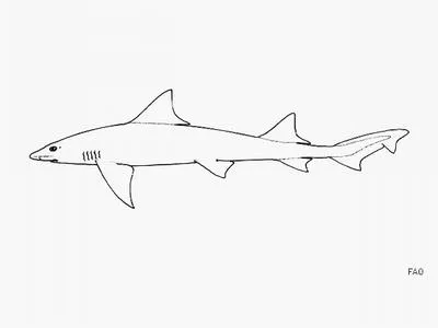 Sharpfin houndshark (Triakis acutipinna)