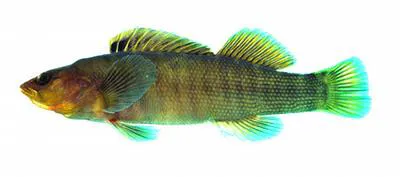 Sharphead darter (Etheostoma acuticeps)