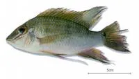 Sharphead eartheater (Satanoperca acuticeps)
