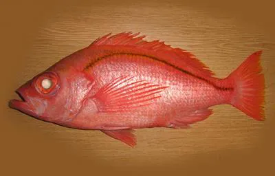 Sharphead perch (Lepidoperca magna)