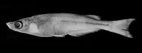 Sharpjawed buntingi (Oryzias orthognathus)