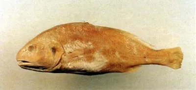 Sharpnose croaker (Nibea semifasciata)