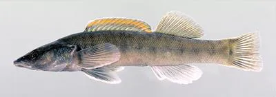 Sharpnose darter (Percina oxyrhynchus)