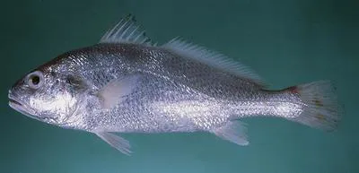 Sharpnose hammer croaker (Johnius borneensis)
