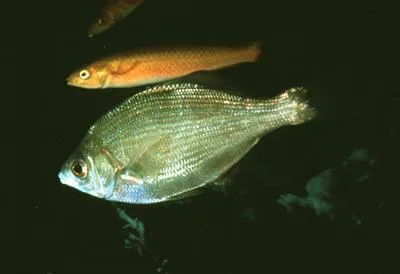 Sharpnose seaperch (Phanerodon atripes)