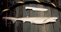 Sharpnose sevengill shark (Heptranchias perlo)