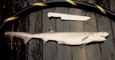 Sharpnose sevengill shark (Heptranchias perlo)
