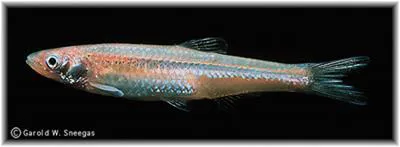 Sharpnose shiner (Notropis oxyrhynchus)