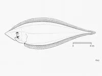 Sharpnose tonguesole (Cynoglossus acutirostris)