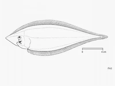 Sharpnose tonguesole (Cynoglossus acutirostris)