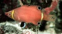 Sharpnose wrasse (Wetmorella nigropinnata)