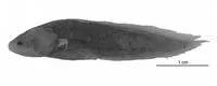 Sharpnosed coralbrotula (Paradiancistrus acutirostris)