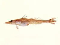 Sharpnosed duckbill (Bembrops filiferus)