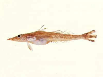 Sharpnosed duckbill (Bembrops filiferus)