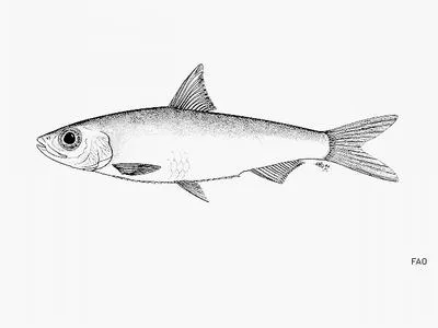 Sharpnosed sawtooth pellonuline (Potamothrissa acutirostris)