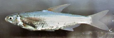 Sharpray (Capoetobrama kuschakewitschi kuschakewitschi)