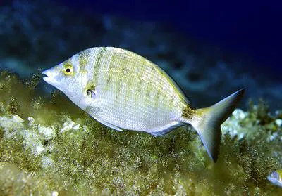 Sharpsnout seabream (Diplodus puntazzo)