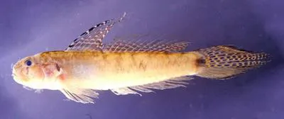 Sharptail goby (Oligolepis acutipennis)