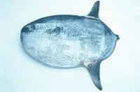 Sharptail mola (Masturus lanceolatus)