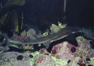 Sharptooth houndshark (Triakis megalopterus)