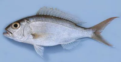 Sharptooth jobfish (Pristipomoides typus)