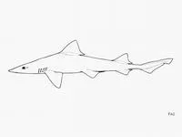 Sharptooth smooth-hound (Mustelus dorsalis)