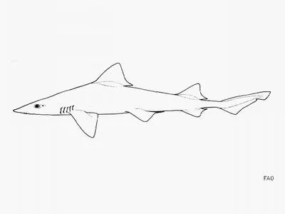 Sharptooth smooth-hound (Mustelus dorsalis)