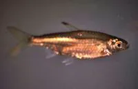 Sharptooth tetra (Micralestes acutidens)