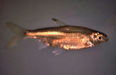 Sharptooth tetra (Micralestes acutidens)