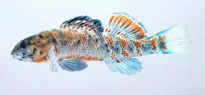 Shawnee darter (Etheostoma tecumsehi)